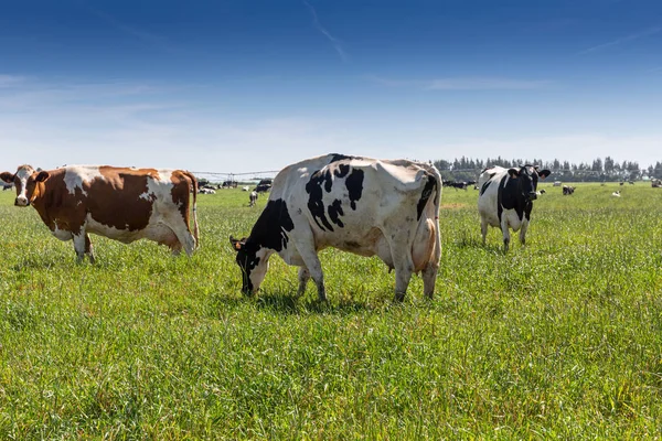 Melk koe van het Holstein RAS Friesian. Op groen veld grazen. — Stockfoto