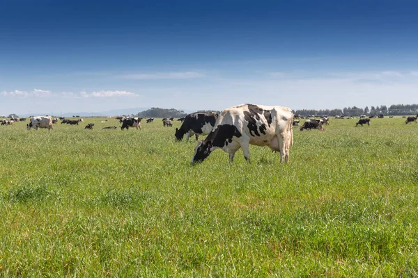 Melk koe van het Holstein RAS Friesian. Op groen veld grazen. — Stockfoto