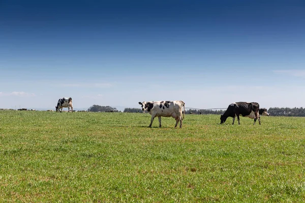 La vaca lechera de la raza Holstein Friesian. Para pastar en el campo verde . — Foto de Stock
