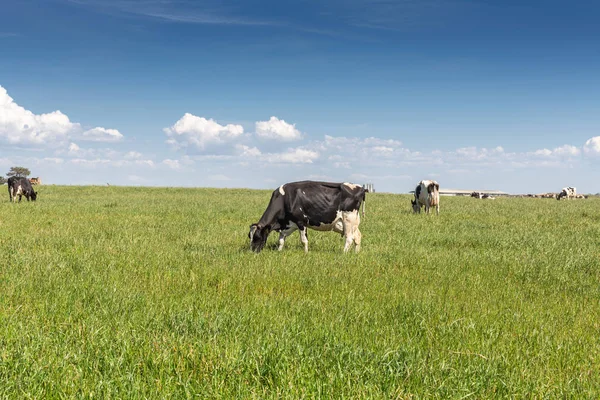 Melk koe van het Holstein RAS Friesian. Op groen veld grazen. — Stockfoto