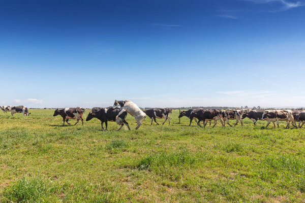 Green pasture field with dairy cows. Holstein breed Friesian.