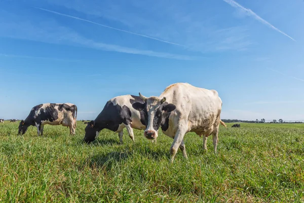 Groen weide veld met melkkoeien. Holstein-RAS Friesian. — Stockfoto