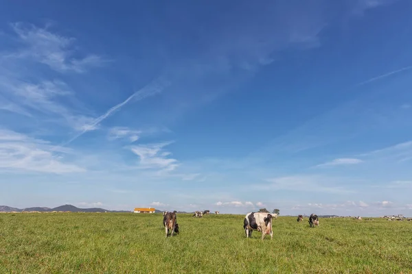 Campo de pasto verde con vacas lecheras. Raza Holstein Friesian . — Foto de Stock