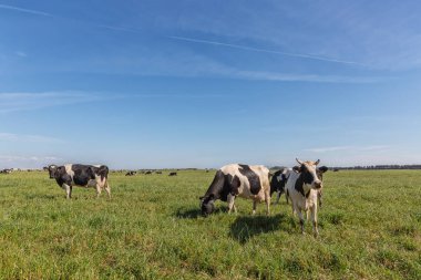 Holstein doğurmak friesian süt inekler, yeşil alanda otlatma.