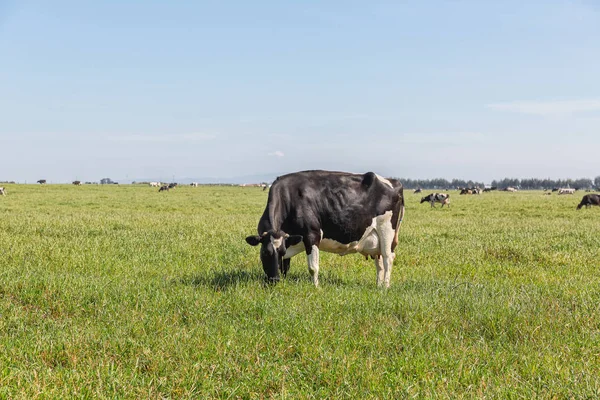 होलस्टीन नस्ल की डेयरी गायों फ्राइसियन, ग्रीन फील्ड पर चरते हुए . — स्टॉक फ़ोटो, इमेज