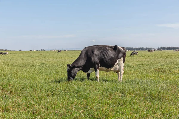 Melkkoeien van het Holsteinse RAS Friese, grazend op groen veld. — Stockfoto