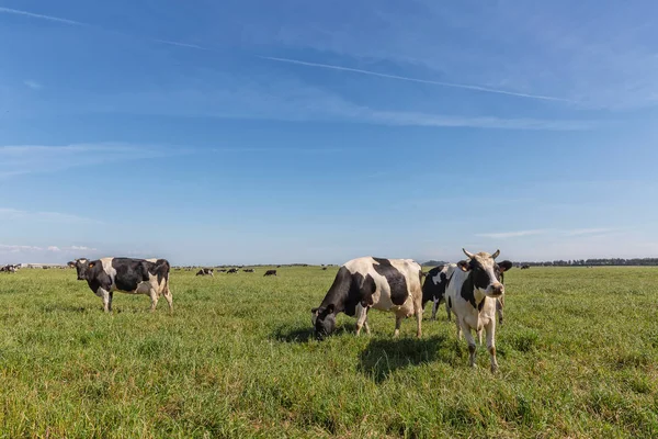 Melkkoeien van het Holsteinse RAS Friese, grazend op groen veld. — Stockfoto