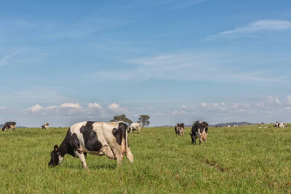 Melkkoeien van het Holsteinse RAS Friese, grazend op groen veld. — Stockfoto