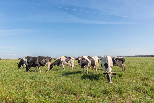 Melkkoeien van het Holsteinse RAS Friese, grazend op groen veld. — Stockfoto