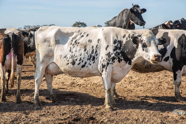 Melkkoeien van het Holsteinse RAS Friese, grazend op veld. — Stockfoto