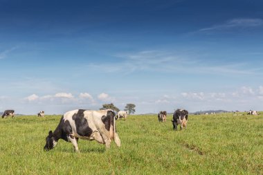 Holstein doğurmak friesian süt inekler, yeşil alanda otlatma.