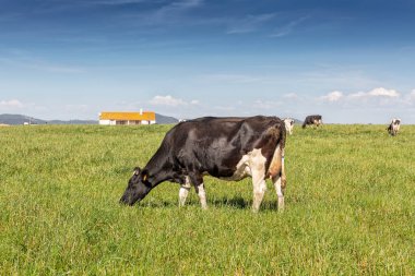 Holstein doğurmak friesian süt, yeşil alanda otlatma.