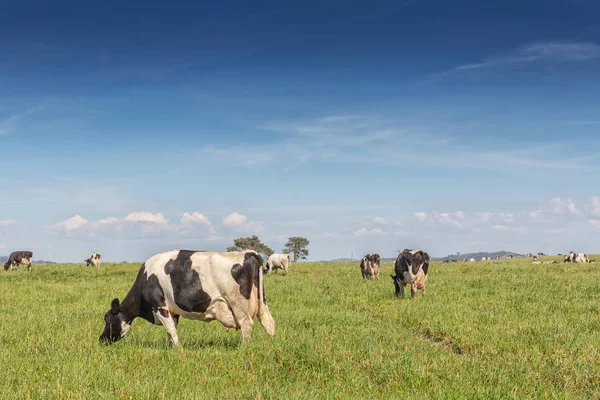 Melkkoeien van het Holsteinse RAS Friese, grazend op groen veld. — Stockfoto