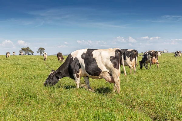 Zuivel koe van het Holsteinse RAS Friese, grazend op groen veld. — Stockfoto
