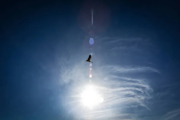 Ο πελαργός πετάει με τον ήλιο πίσω και τον γαλάζιο ουρανό, εικόνα που υπαινίσσων την ελπίδα και την ειρήνη. — Φωτογραφία Αρχείου