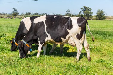 Holstein doğurmak friesian süt inekler, yeşil alanda otlatma.