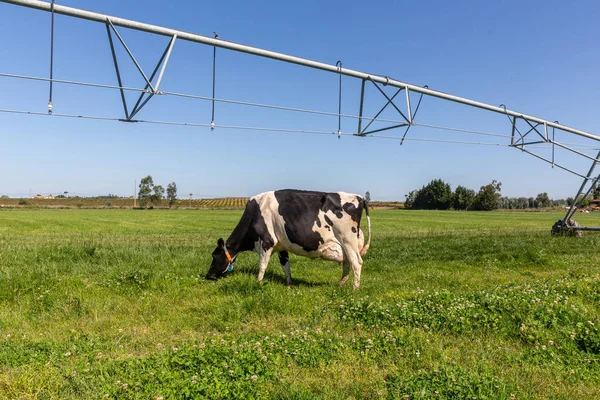 Las vacas lecheras de la raza Holstein Friesian, pastando en el campo verde . — Foto de Stock