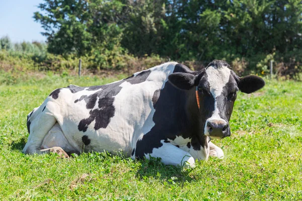 Melkkoeien van het Holsteinse RAS Friese, liggend op groen veld. — Stockfoto