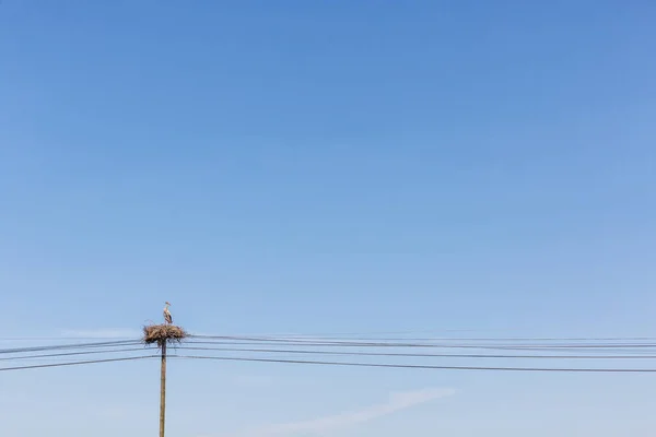 Stork on top of electricity pylon — Stock Photo, Image