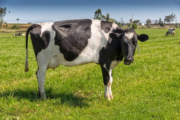 Melkkoeien van het Holsteinse RAS Friese, grazend op groen veld. — Stockfoto