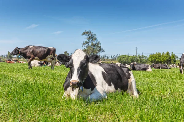 Melkkoeien van het Holsteinse RAS Friese, liggend op groen veld. — Stockfoto