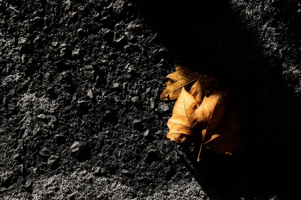 Folha de árvore seca caída no asfalto para simbolizar o outono . — Fotografia de Stock