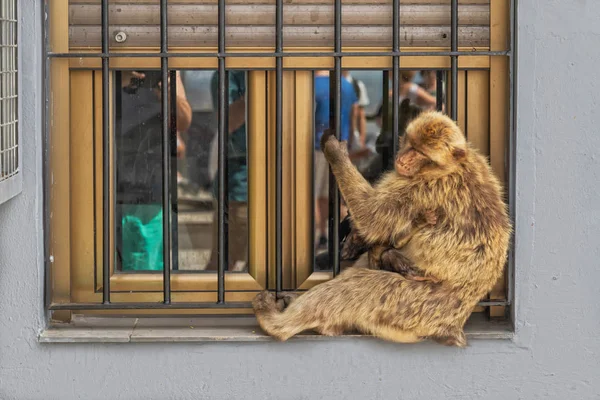 Mono con cachorro pegado a la ventana . — Foto de Stock