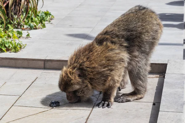 Aap drinkwater op de top van Gibraltar. — Stockfoto