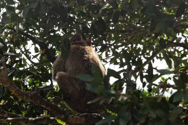 Małpa na plecach na szczycie drzewa w środku roślinności. — Zdjęcie stockowe