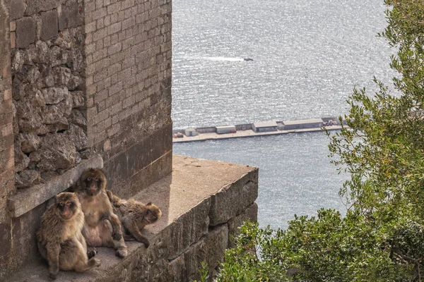 Familia de monos en la cima de la montaña de Gibraltar . — Foto de Stock