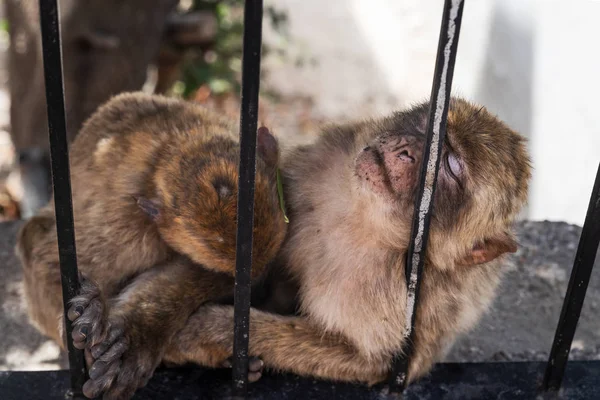 Bebé monos durmiendo, extrema de cerca — Foto de Stock