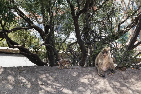 Famiglia di scimmie sulla cima del monte di Gibilterra . — Foto Stock