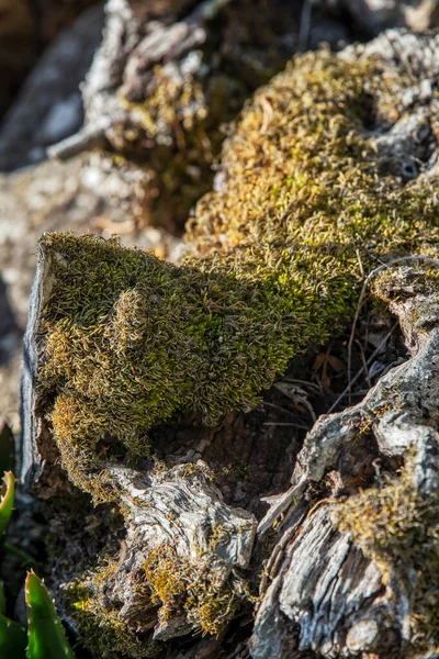 바위 위의 녹색 이끼, 클로즈업 세부 묘사. — 스톡 사진