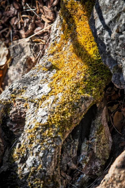 Grünes Moos auf Felsen, Nahaufnahme Detail. — Stockfoto