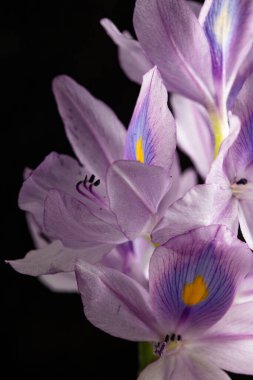 Siyah arkaplanı ve su damlacıkları olan beyaz bitkiyi kapat.