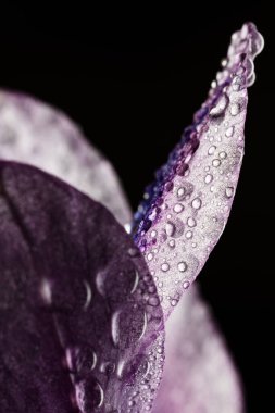 Siyah arkaplanı ve su damlacıkları olan beyaz bitkiyi kapat.