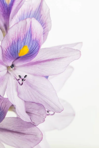 close up of white plant with white background.