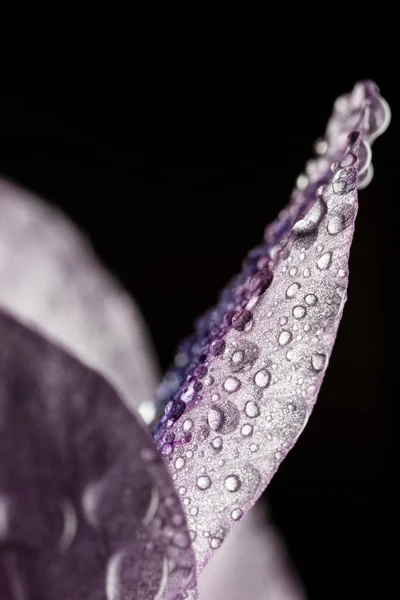 close up of white plant with black background and water droplets.