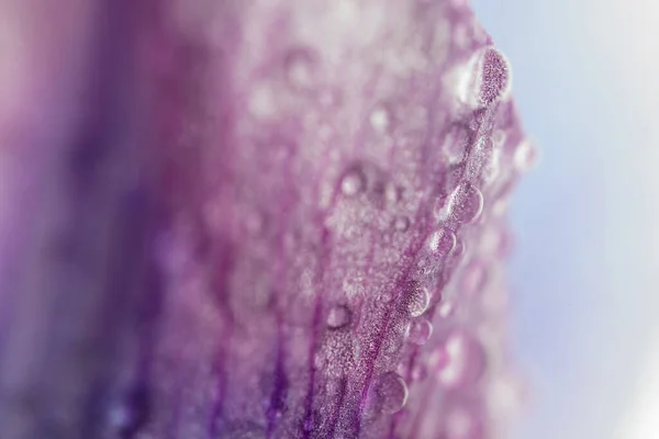 close up of white plant with pink tones and water droplets.