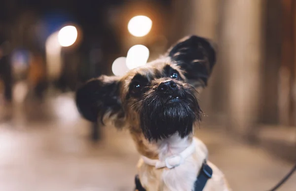 portrait close-up smiles brown pet, funny dog sits on a bokeh background of the night city on a leash outdoor, home puppy enjoys and smiles, concept of friendship and happy life