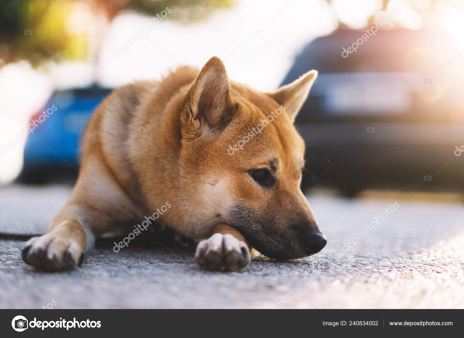 柴犬写真素材 ロイヤリティフリー柴犬画像 Depositphotos