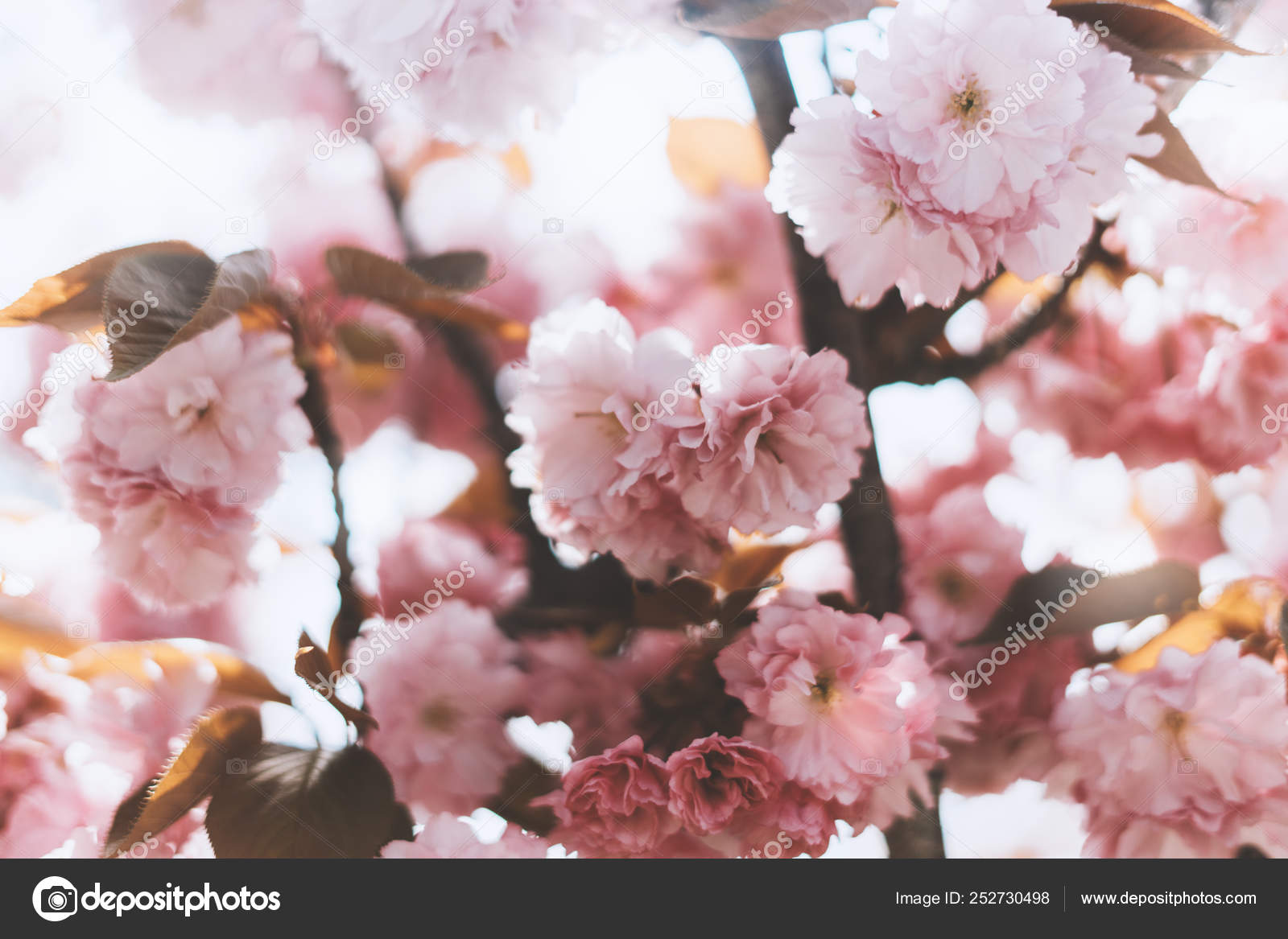 Macro Pink Blossom Cherry Tree Spring Garden Sakura Tree Background Stock Photo Image By C Savenkomasha Gmail Com 252730498