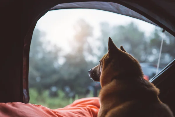 single resting dog in campsite forest, close up tourist red shiba inu leisure in camp tent , outline hiker sad puppy looks distance relax nature vacation trip concept