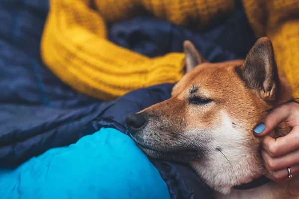 girl hug resting dog together in campsite, close up portrait red shiba inu sleeping in camp tent , hiker woman leisure with puppy dog relax nature vacation, friendship love concept