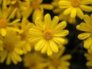 parlak sarı çiçek çiçek görünümünü kapat