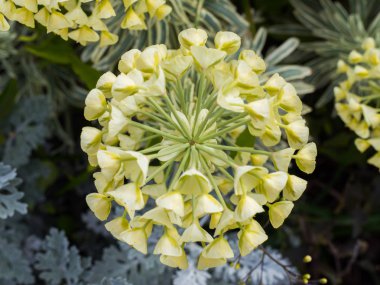 Işık sarı pastel çiçek açan çiçekler görünümü Kapat