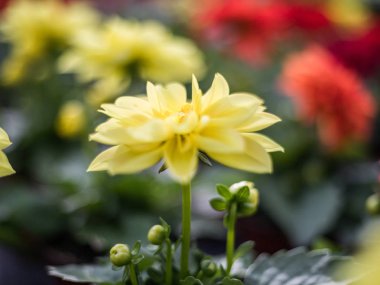 Taze ihale hafif pastel sarı çiçekler görünümünü kapat