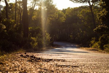 Güneşli sıcak gün sonbahar ormandaki boş yol