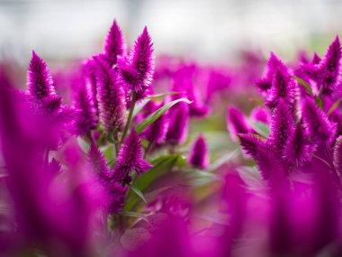 Taze ihale kabarık pembe çiçek görünümü Kapat