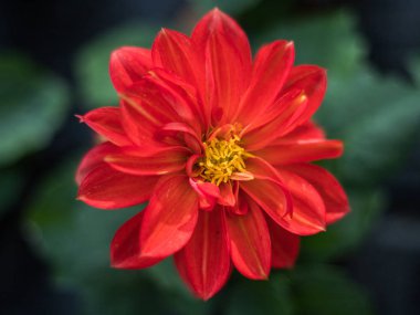 Taze parlak kırmızı çiçek görünümü Kapat